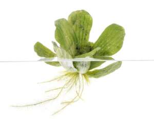 Pistia stratiotes