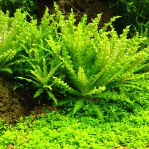 Pogostemon helferi