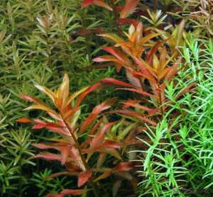 Proserpinaca palustris