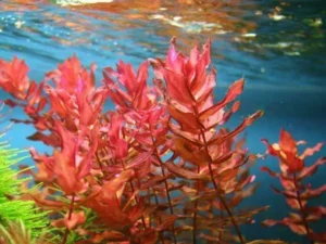 Rotala macranda