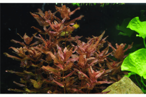 Rotala macrandra InVitro, 100 ml