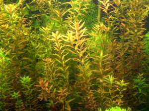 Rotala rotundifolia
