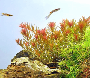 Rotala rotundifolia Orange Juice