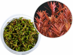 Rotala sp. Yao Yai InVitro, 100 ml