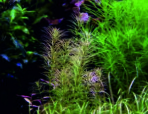 Rotala sp. Vietnam