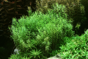 Rotala sp. green