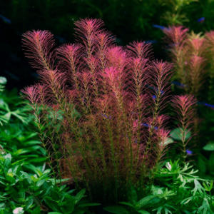 Rotala wallichii