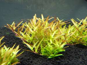 Rotala yao-yai