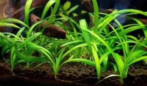 Sagittaria subulata
