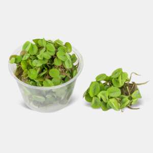 Salvinia minima