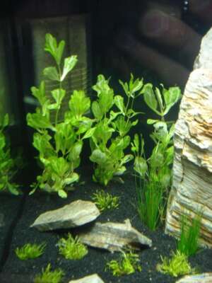 Shinnersia green