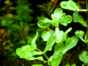 Shinnersia yellow-green