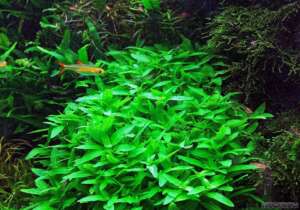 Staurogyne repens