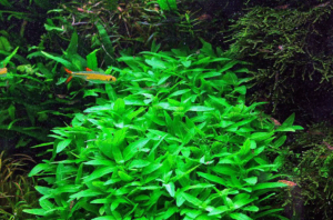Staurogyne repens