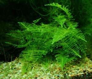 Taiwan moss (Taxiphyllum alternans) InVitro, 100 ml