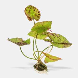 Nymphea tigerlotus тигров лотос, луковица с листа