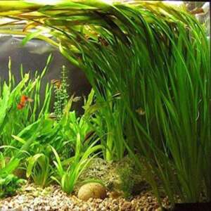 Vallisneria spiralis