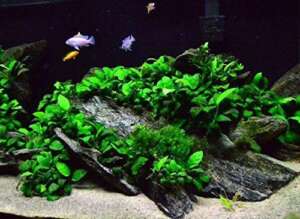 Anubias nana mini