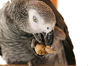Deli Nature Parrot Mix Akva zona, Храна за голям папагал, 12,5 kg