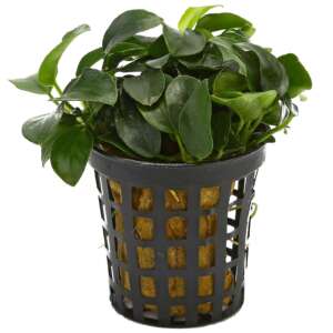 Anubias nana mini