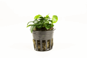 Anubias nana micro