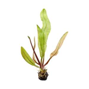 Aponogeton henkelianus