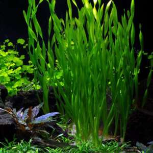 Vallisneria asiatica