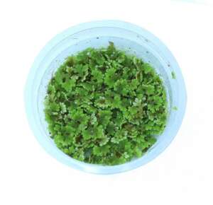 Azolla caroliniana