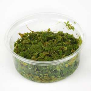 Azolla caroliniana