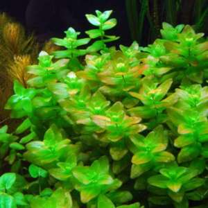 Bacopa caroliniana - Lemon Bacopa
