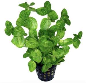 Bacopa lanigera