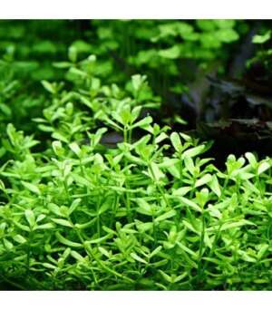 Bacopa monieri