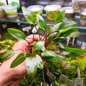 Cryptocoryne beckettii Viridifolia
