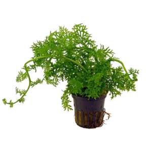 Ceratopteris thalictroides с фини листа