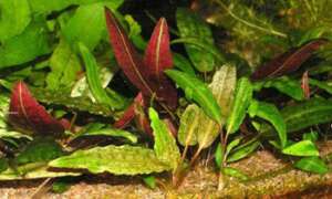 Cryptocoryne purpurea