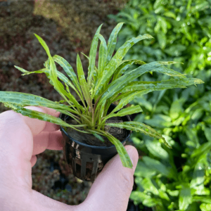 Cryptocoryne balansae