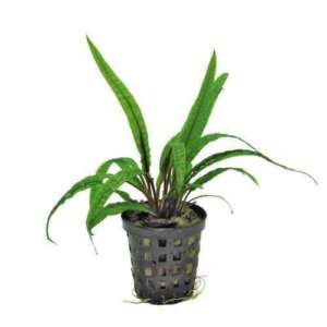 Cryptocoryne balansae