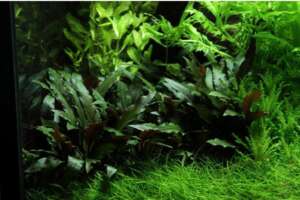 Cryptocoryne petchii