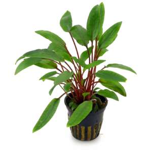 Cryptocoryne beckettii