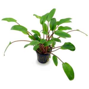 Cryptocoryne beckettii Viridifolia