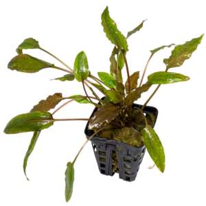 Cryptocoryne blassii