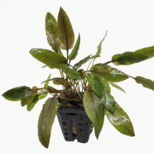 Cryptocoryne indonesii