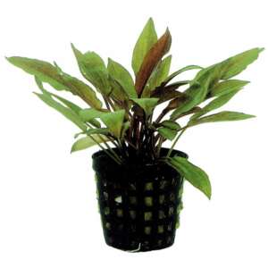 Cryptocoryne legroi