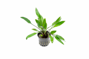 Cryptocoryne lutea