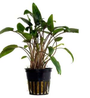 Cryptocoryne moehlmannii