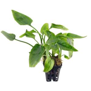 Cryptocoryne pontederifolia