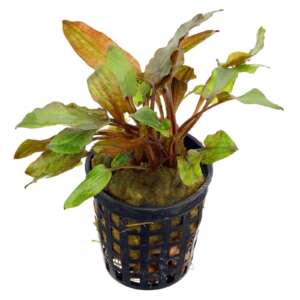 Cryptocoryne legroi