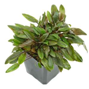 Cryptocoryne species brown