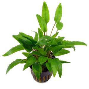 Cryptocoryne green crisped leaf