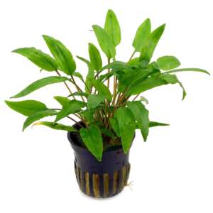 Cryptocoryne wendtii green